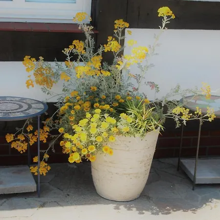 Проживание в семье Flauta Ii *